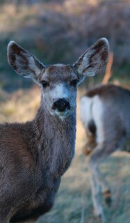 Front cover_Kid's Petite Deer Journal