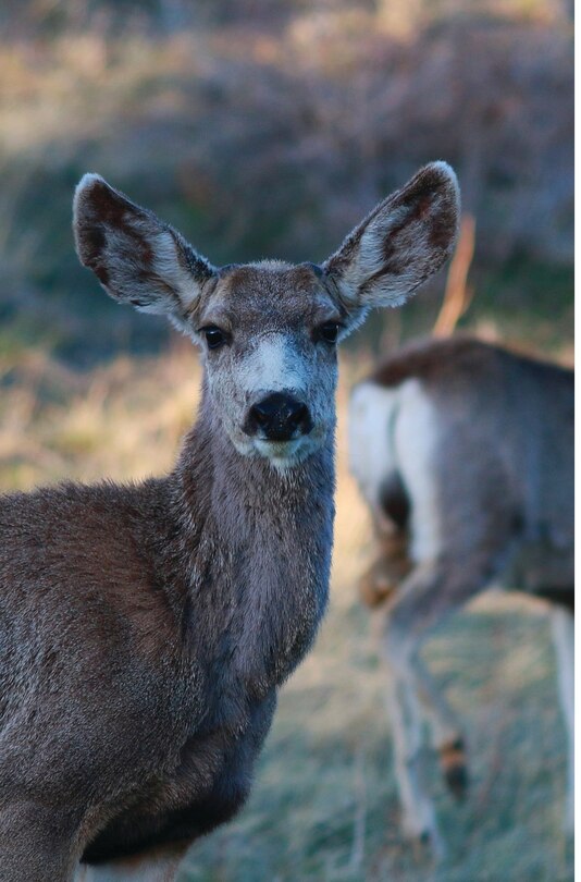 Front cover_Kid's Petite Deer Journal