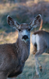 Front cover_Kid's Petite Deer Journal