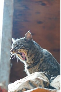 Front cover_Kid's Petite Barn Cat Journal - Volume Two