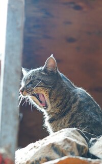 Couverture_Kid's Petite Barn Cat Journal - Volume Two