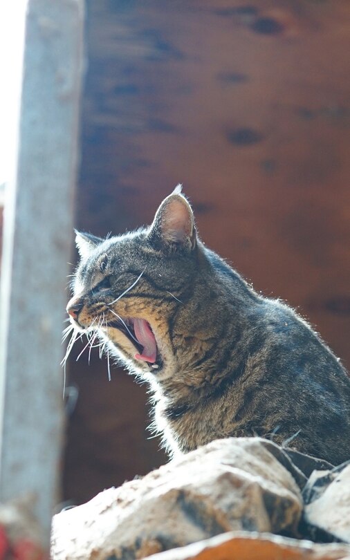 Couverture_Kid's Petite Barn Cat Journal - Volume Two