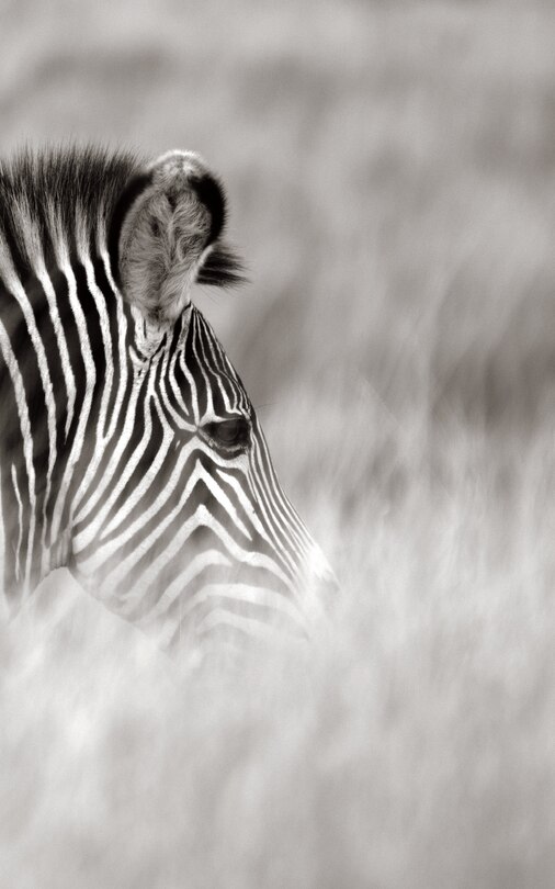 Front cover_Alive! zebra stripes - Black and white - Photo Art Notebooks (5 x 8 series)
