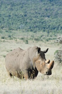 Front cover_Alive! white rhino - Natural - Photo Art Notebooks (6 x 9 series)