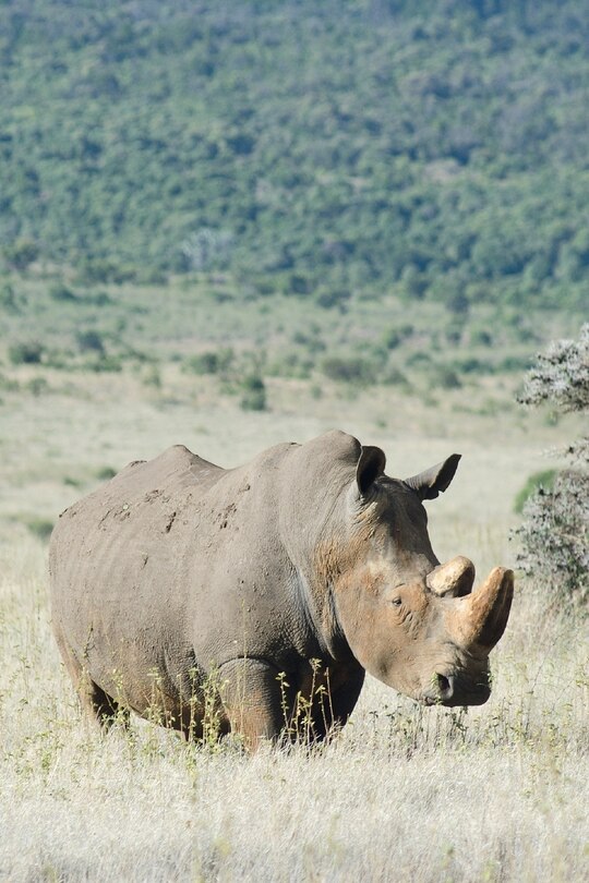 Front cover_Alive! white rhino - Natural - Photo Art Notebooks (6 x 9 series)