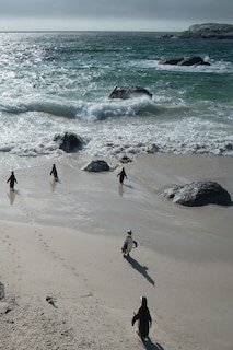 Front cover_Alive! little penguin friends - Natural and shiny - Photo Art Notebooks (6 x 9 series)