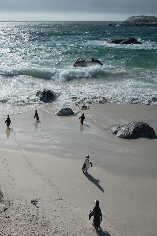 Front cover_Alive! little penguin friends - Natural and shiny - Photo Art Notebooks (6 x 9 series)