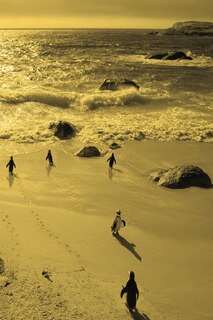Front cover_Alive! little penguin friends - Yellow duotone - Photo Art Notebooks (6 x 9 series)