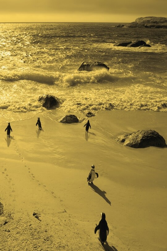 Front cover_Alive! little penguin friends - Yellow duotone - Photo Art Notebooks (6 x 9 series)