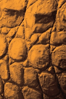 Front cover_Alive! crocodile skin - Sepia - Photo Art Notebooks (6 x 9 series)