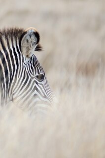 Front cover_Alive! zebra stripes - Natural - Photo Art Notebooks (6 x 9 series)