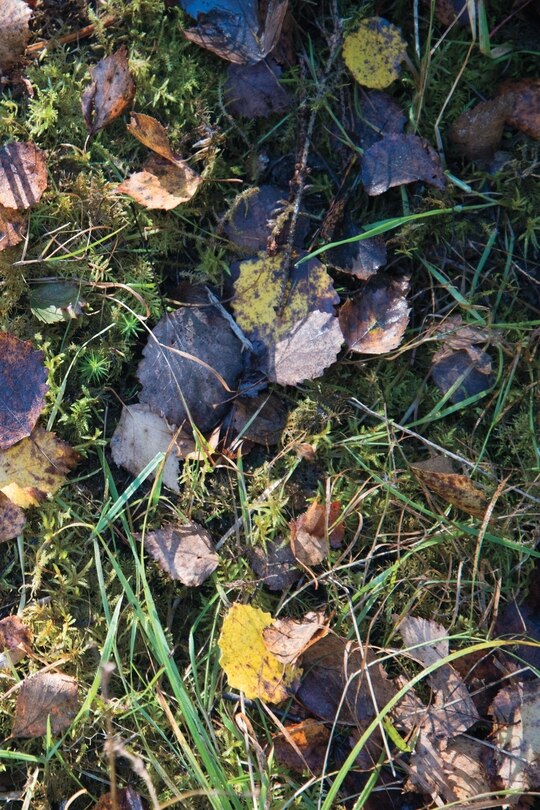 Front cover_Autumn Ground II - Sweden - Photo Art Notebooks (6 x 9 series)