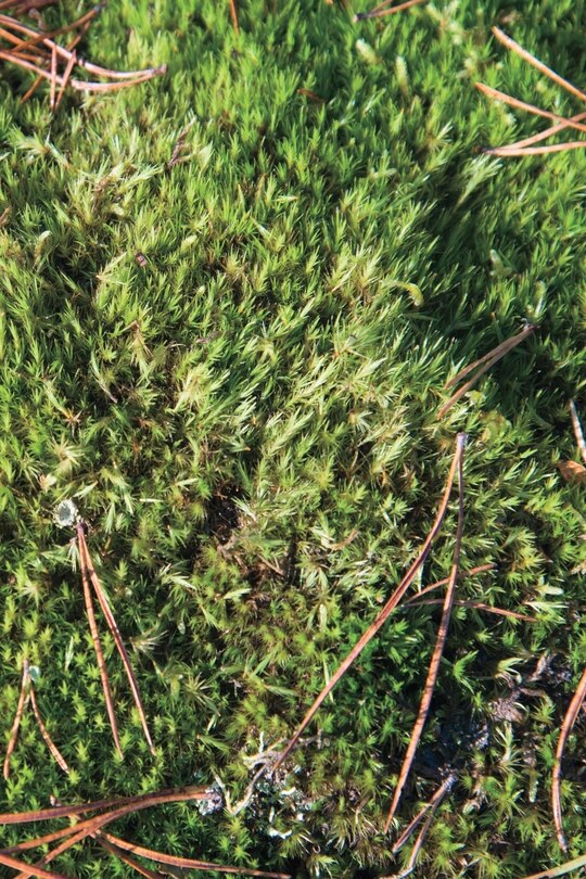Front cover_Autumn Ground I - Sweden - Photo Art Notebooks (6 x 9 series)