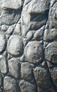 Front cover_Alive! crocodile skin - Natural and muddy - photo art notebooks (5 x 8 series)