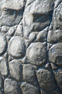 Front cover_Alive! crocodile skin - Natural and muddy - Photo art notebooks (6 x 9 series)