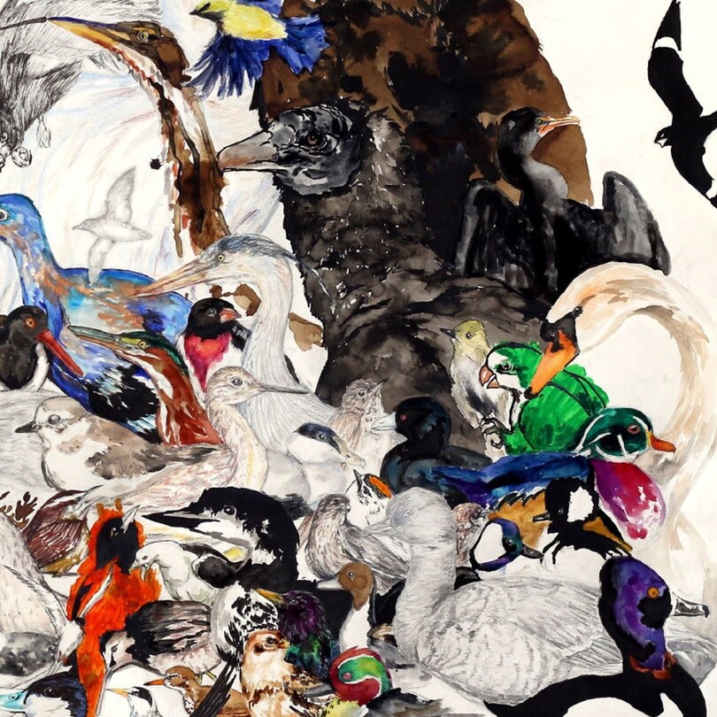 Front cover_10,000 Birds