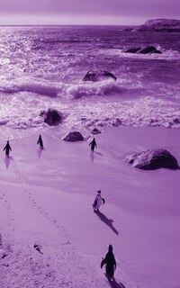 Couverture_Alive! little penguin friends - Violet duotone - Photo Art Notebooks (5 x 8 series)