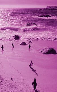 Couverture_Alive! little penguin friends - Magenta duotone - Photo Art Notebooks (5 x 8 series)