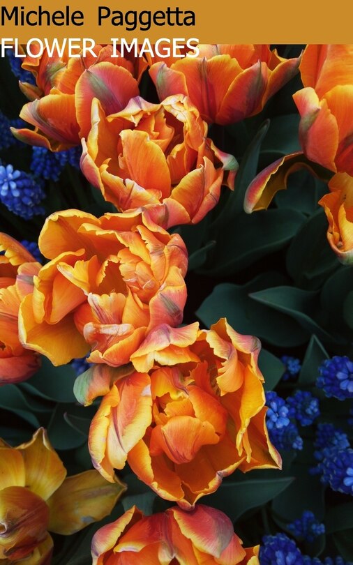 Front cover_Flower Images