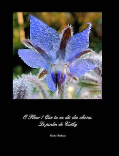 Couverture_Le jardin de Cathy