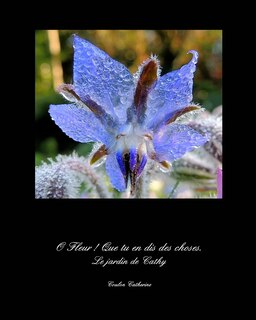 Front cover_Le jardin de Cathy
