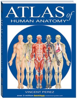 Front cover_Atlas Of Human Anatomy