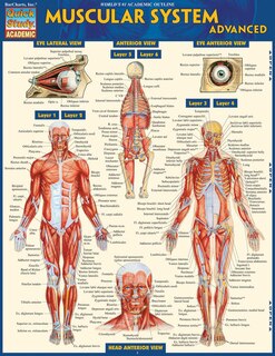 Front cover_Muscular System Advanced