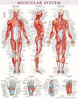 Couverture_Muscular System-laminated