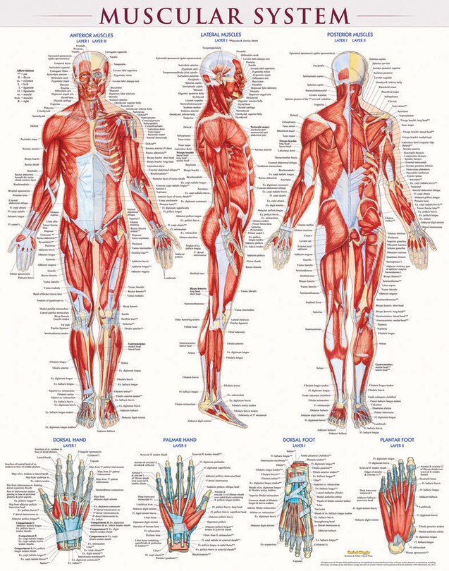 Couverture_Muscular System-laminated