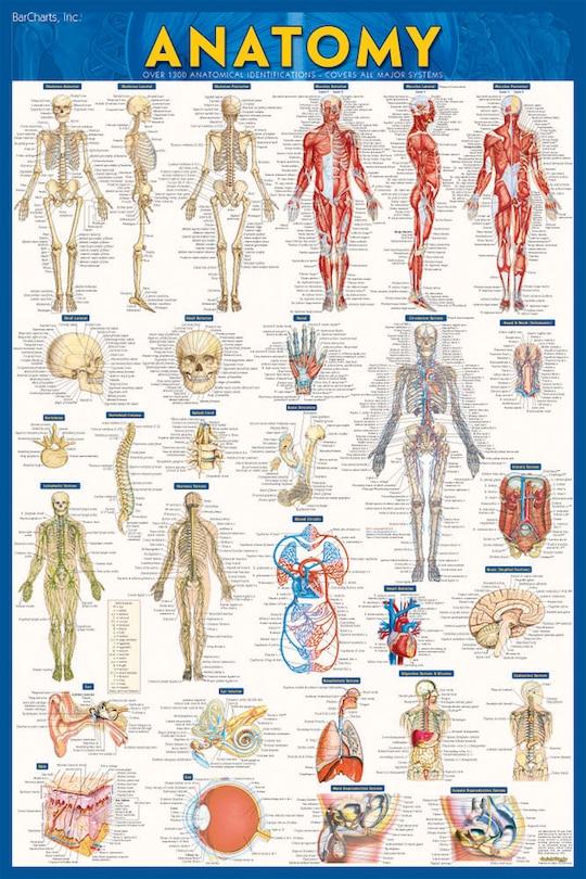 Couverture_Anatomy-paper