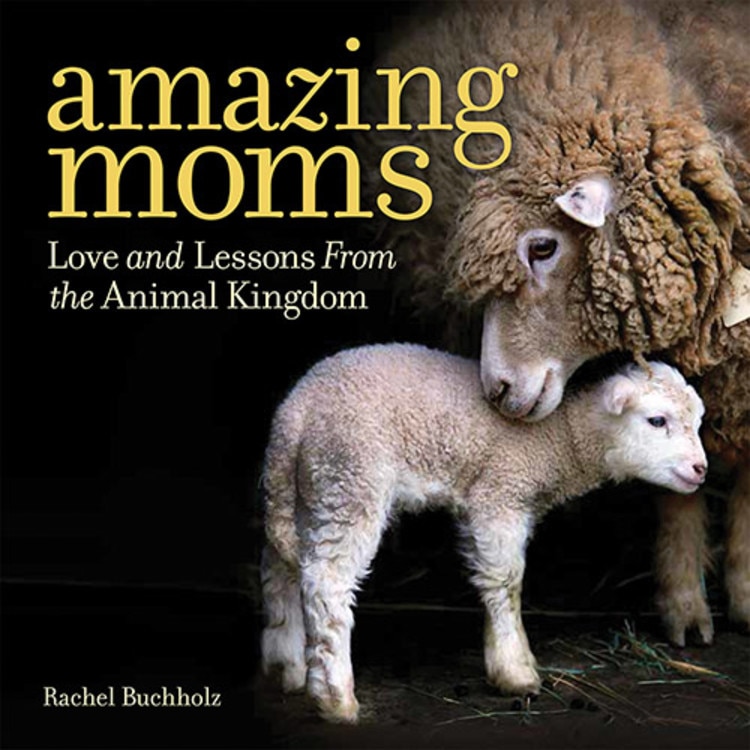 Couverture_Amazing Moms
