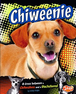 Chiweenie: A Cross Between a Chihuahua and a Dachshund