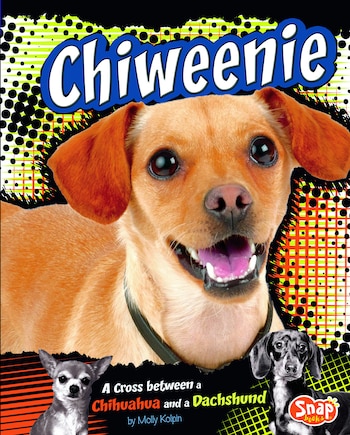 Chiweenie: A Cross Between a Chihuahua and a Dachshund