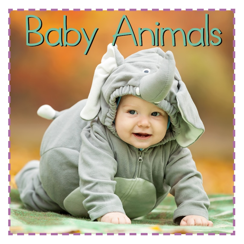 Couverture_Baby Animals