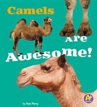 Camels Are Awesome!