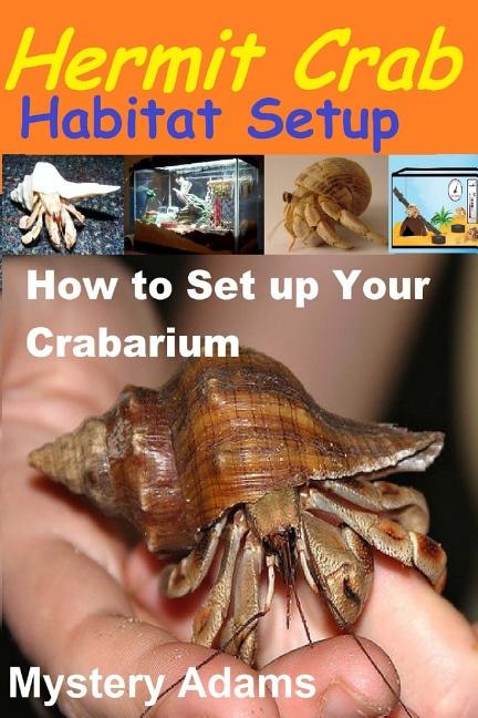 Hermit Crab Habitat Setup: Hermit Crab care and Habitat Set-up