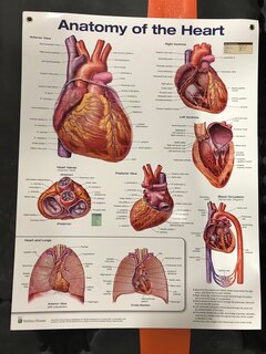 Anatomy Of The Heart