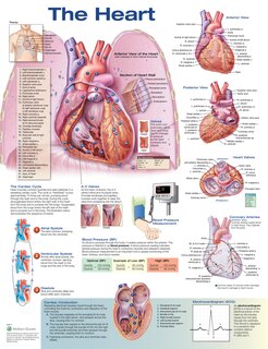 Front cover_The Heart Anatomical Chart