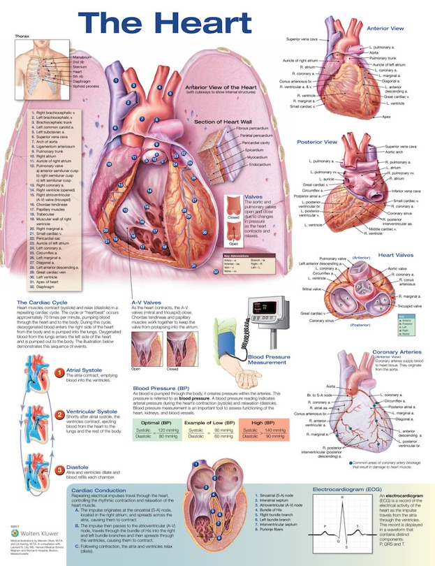 Front cover_The Heart Anatomical Chart