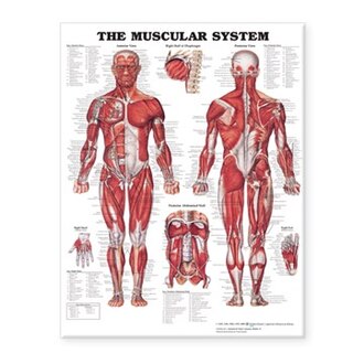 Front cover_Muscular System - Large Decal Chart