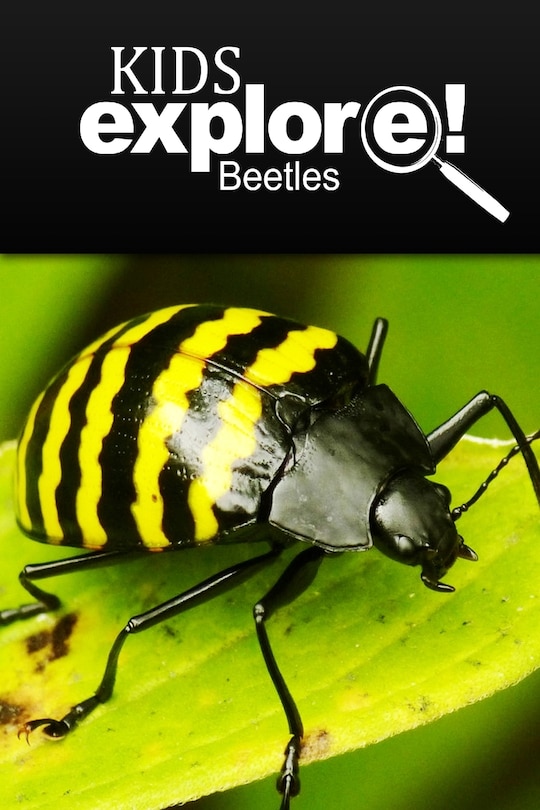 Couverture_Beetles - Kids Explore