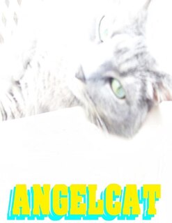 Couverture_Angel Cat