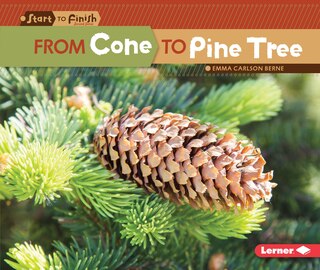 Front cover_From Cone to Pine Tree