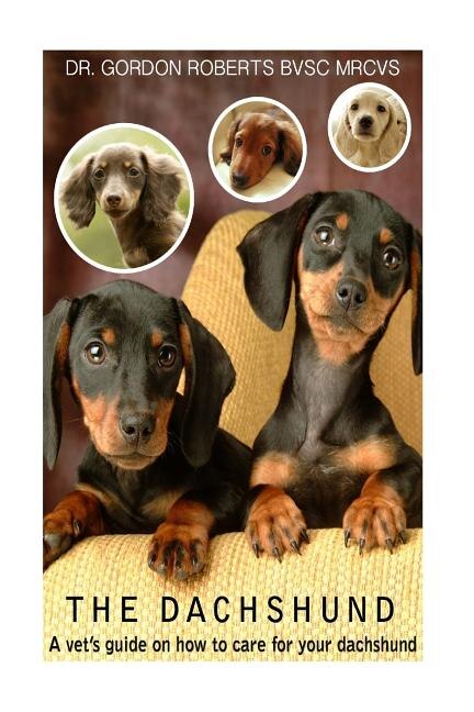 The Dachshund: A vet's guide on how to care for your Dachshund