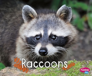 Couverture_Raccoons