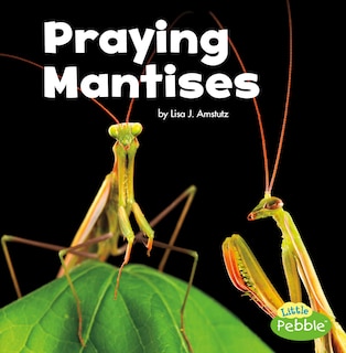 Praying Mantises