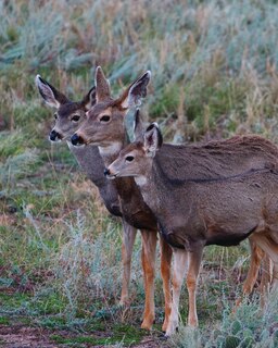 Front cover_Adult Mule Deer Leftie Journal