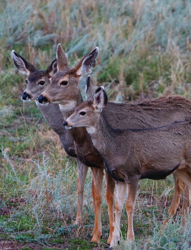 Couverture_Adult Mule Deer Leftie Journal