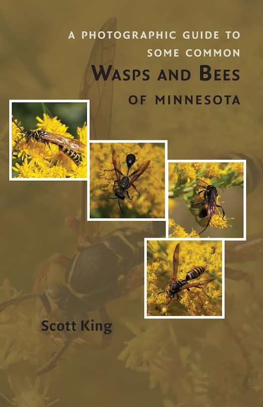 A Photographic Guide To Some Common Wasps And Bees Of Minnesota