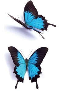 Front cover_May Butterfly Notebook & Journal. Productivity Work Planner & Idea Notepad